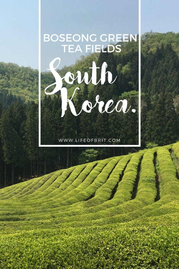 Boseong Green Tea Fields www.lifeofbrit.com