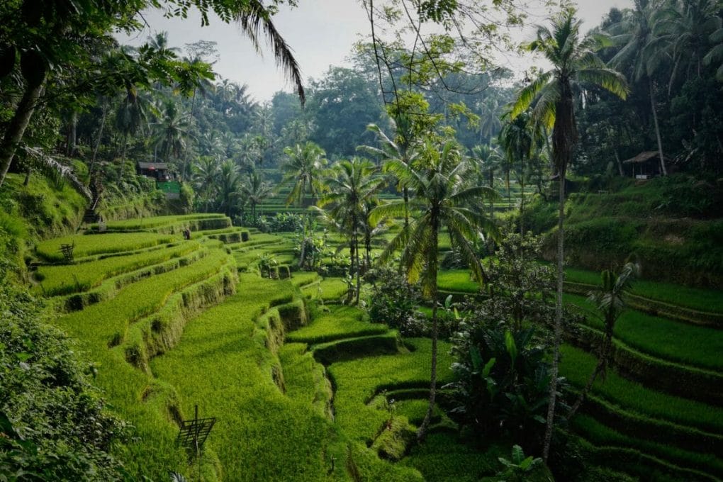 traveling to Bali rice fields