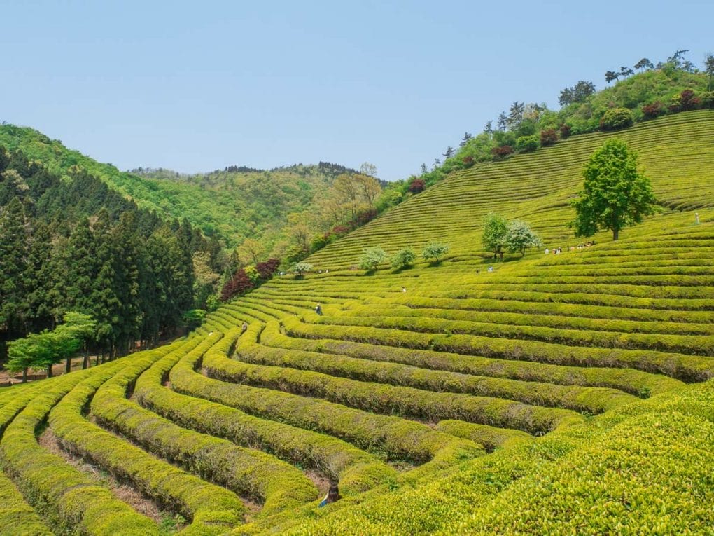 rolling green tea fields south korea