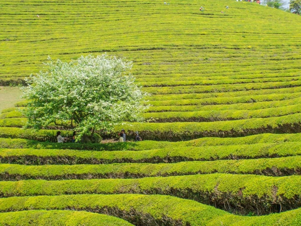 green tea plantation Boseong 