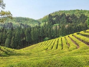 visiting Boseong green tea fields