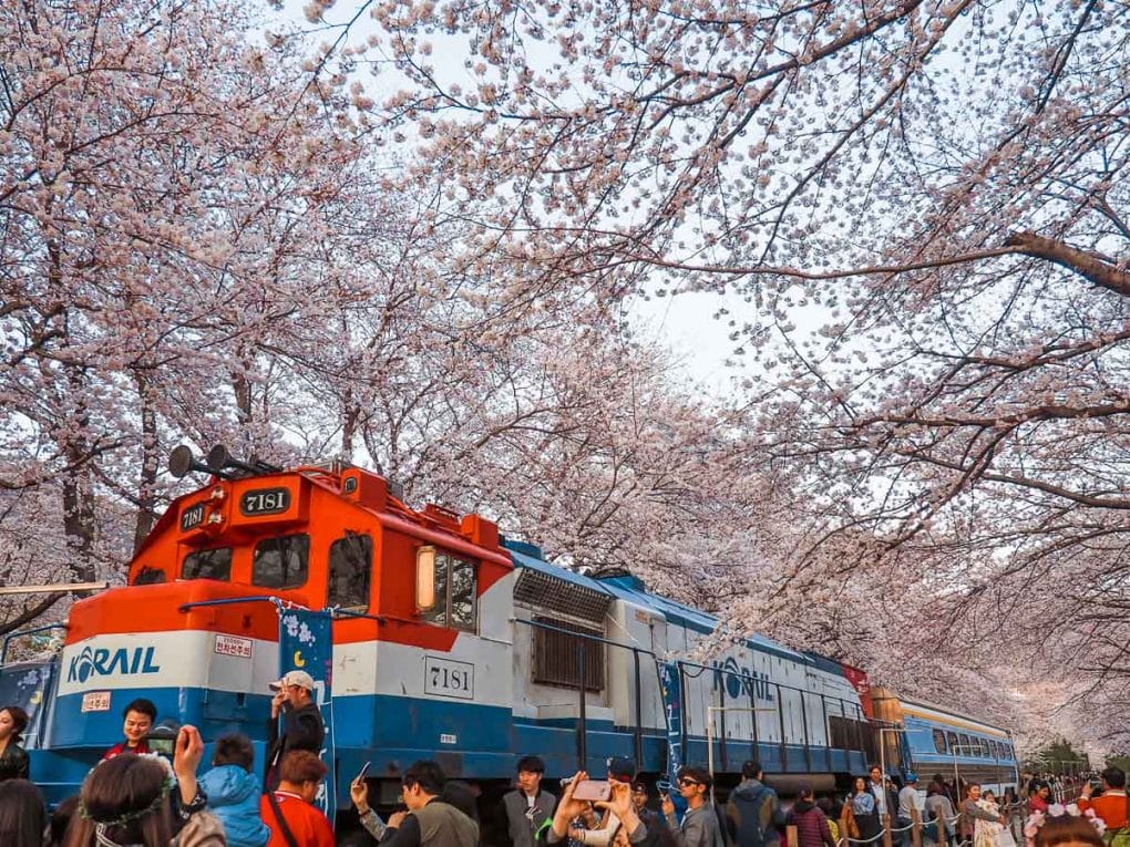 jinhae cherry blossom festival