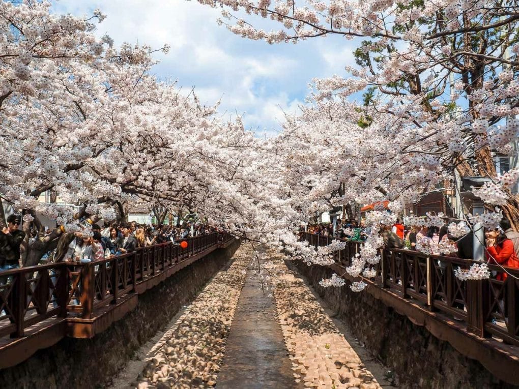 cherry blossom stream jinhae 
