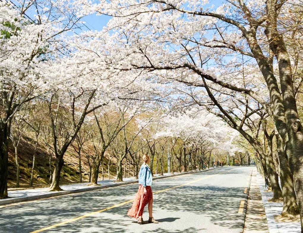 cherry blossom season daegu