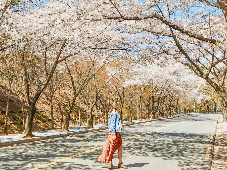 cherry blossoms in daegu