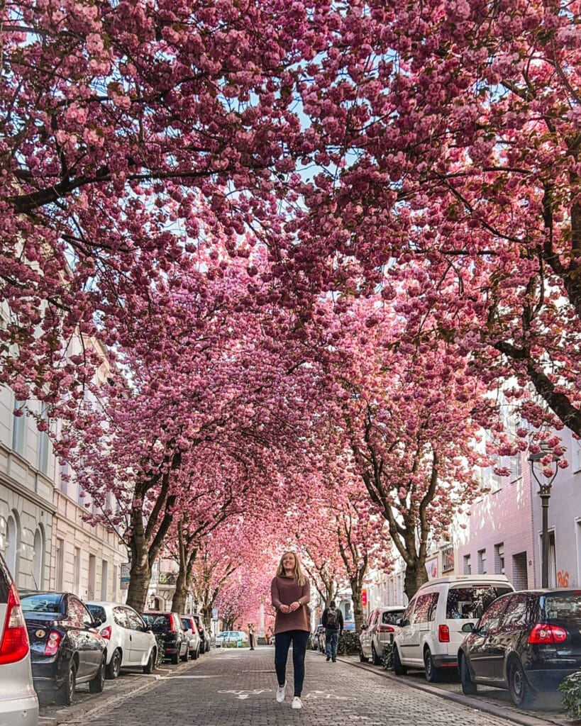 Bonn cherry blossoms