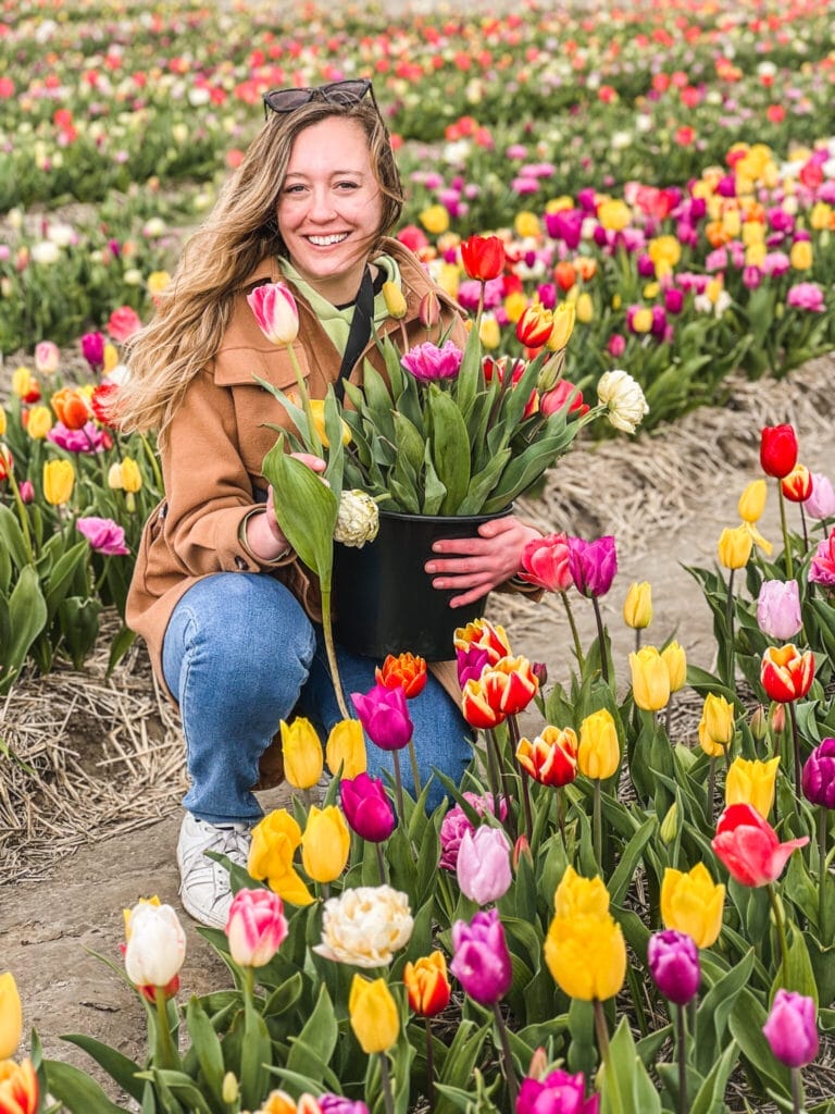 tulips in Germany