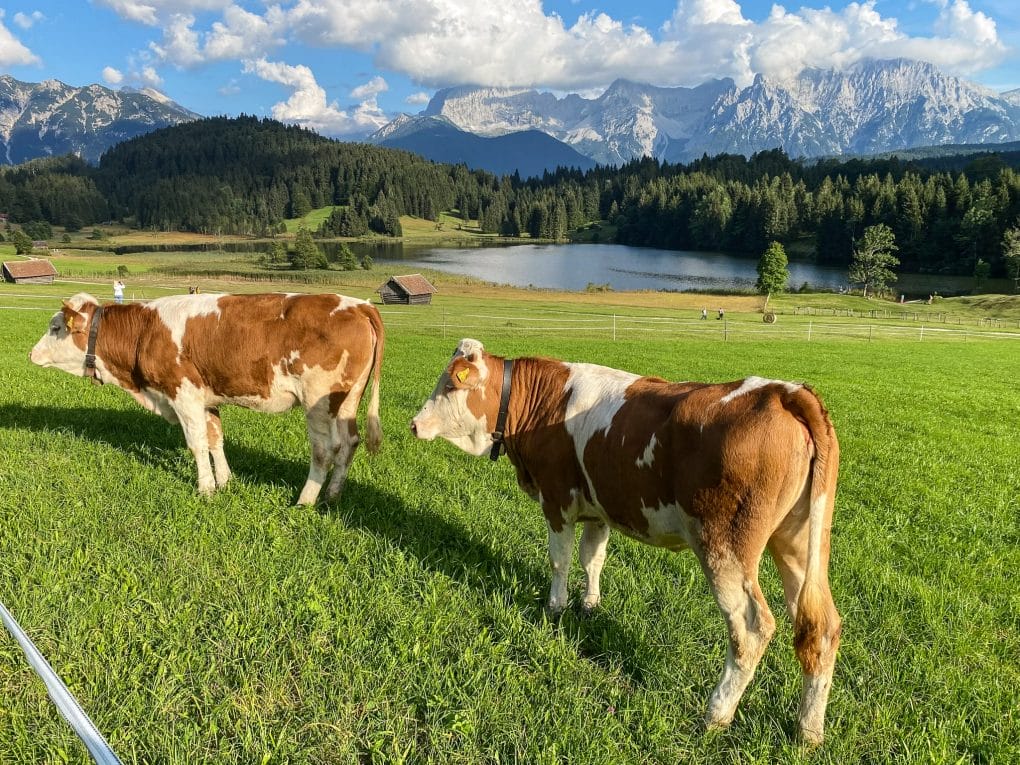 German Alpine cows