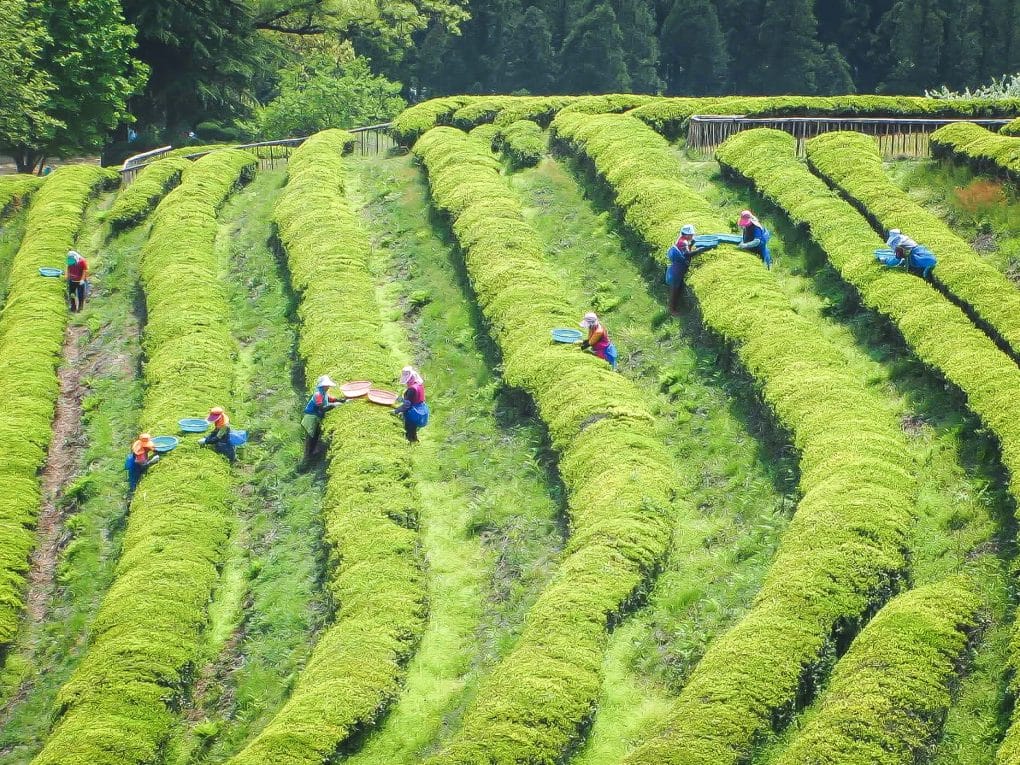 Boseong Green tea fields harvest